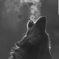 Red Coyote (@dickbeaver2) 's Twitter Profile Photo Red Coyote (@dickbeaver2) 's Twitter Profile Photo
