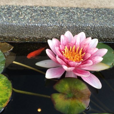 aishaishaisha's profile picture. 真宗大谷派衆徒（富山教区第７組安專寺）| Ph.D.