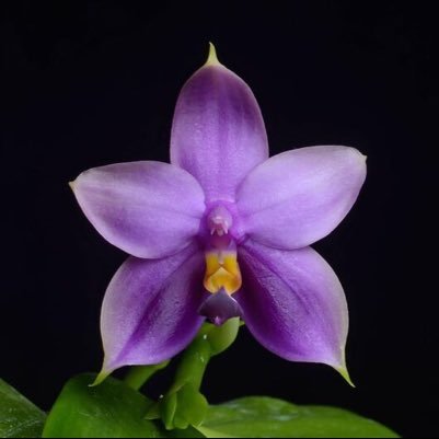 Sharing the joy of orchid cultivation and conservation in Asheville, NC since 1962!