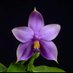 Western North Carolina Orchid Society (@wnc_orchids) Twitter profile photo Western North Carolina Orchid Society (@wnc_orchids) Twitter profile photo