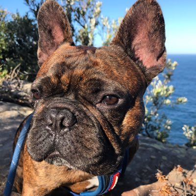 SydneyDogWalker Profile Picture