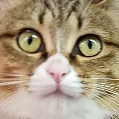 umikaze_cat's profile picture. 「うみかぜサイクル」の看板ねこ「うみ」のｱｶｳﾝﾄ　道端で迷子の子猫だったところを2017/12/3保護　人懐っこくて遊び好き　会いに来てください