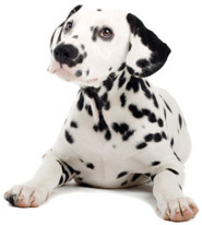 roofgrapevine's profile picture. Fireman Roofing Grapevine: Free Roof Estimates for homeowners. Call now (817) 259-4024.