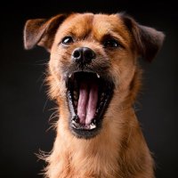 Unnecessary OC Tweet Watchdog (@ocunnecessary) 's Twitter Profile