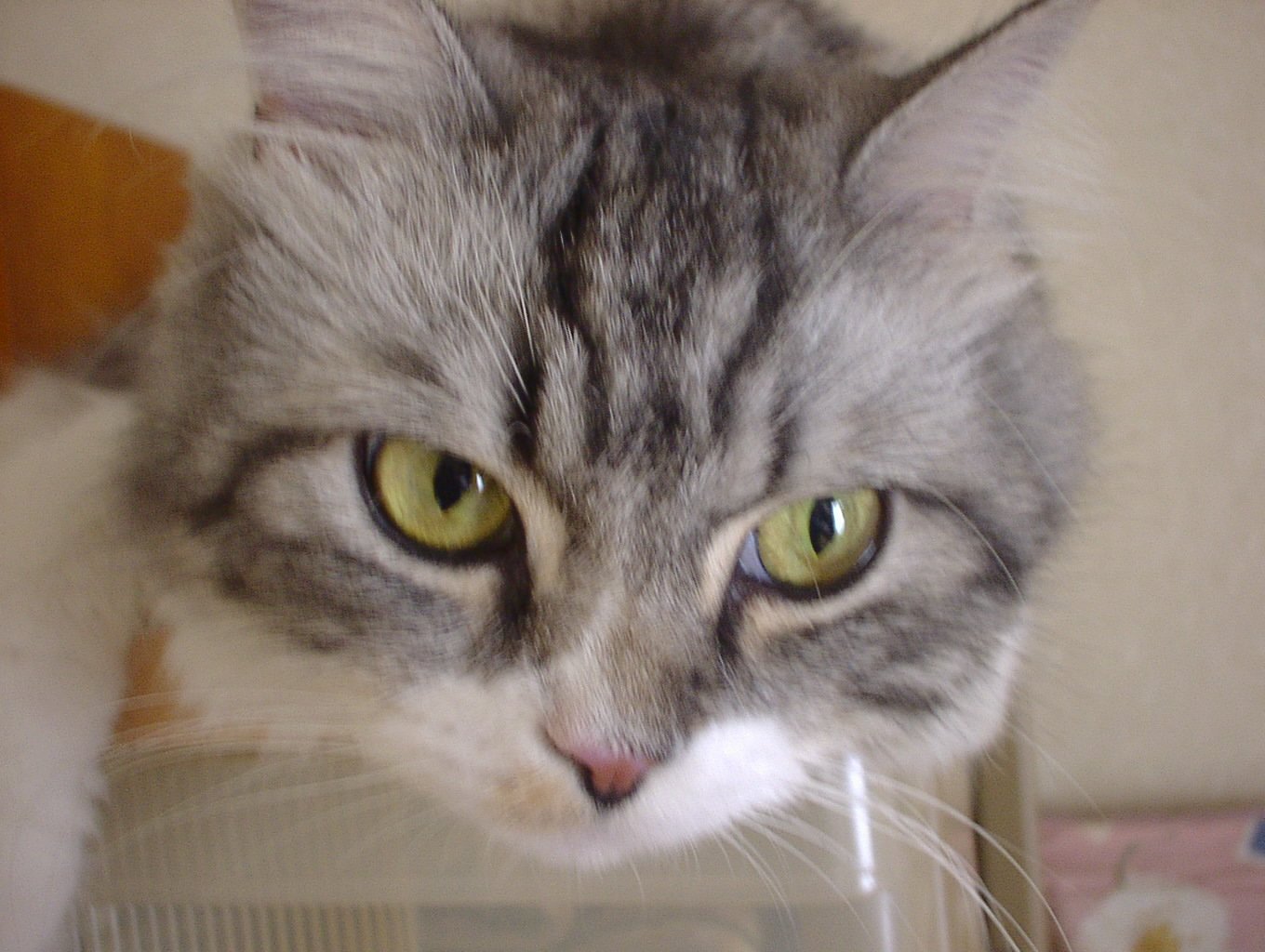 子供のいない主婦です
猫とお人形と可愛い物や、綺麗な物が、大好きな関西のおばちゃん🐈
女子スペースにトランスジェンダーが使用するのは反対です
X内でのリツイートは
構いませんが、他のサイトやブログに転載しないで。
どうぞ、よろしく☺
副業やお金配り、エロ系は、ブロック
斎藤元彦知事 応援しています
天安門
