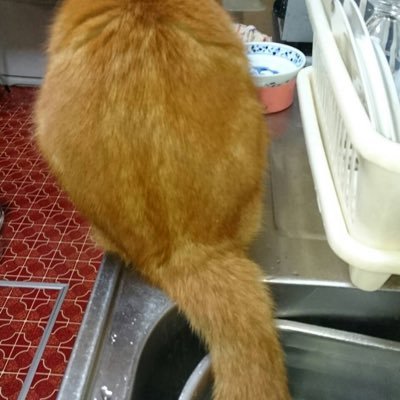 tttttezzzzz's profile picture. 