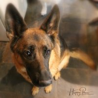 Lynn Phillips(@HappyPawsTreats) 's Twitter Profile Photo