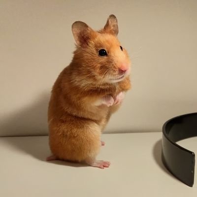 ss1271's profile picture. 🤷‍♂️