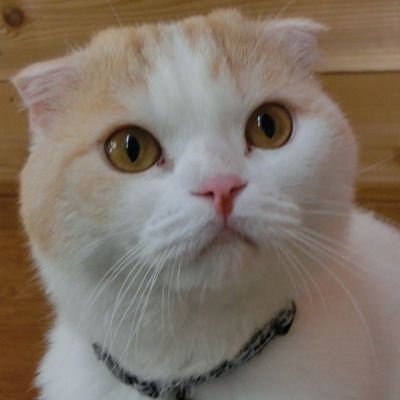 新潟市の「猫カフェちぐら」の公式Twitterです。

当店は「猫ファーストなお店」です。

また猫の臭いも気にならず猫アレルギーの方にも評判のお店です。

猫を大事にしている方、猫を大事に思っている方にフォローして頂ければ幸いです。

【Amazonアソシエイトの参加者です】