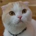 猫カフェちぐら (@catcafe_chigura) Twitter profile photo 猫カフェちぐら (@catcafe_chigura) Twitter profile photo