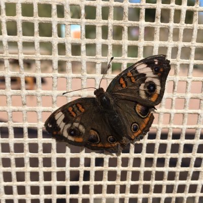 adornment369's profile picture. 