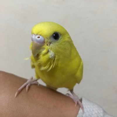 セキセイインコ🐤大好きな😊canyon乗りのおじさん🚴‍♂️