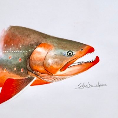 ne56_salmonidae Profile Picture