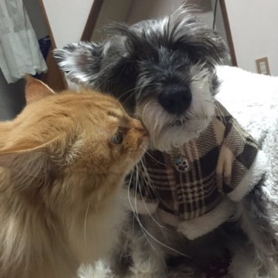 chi_88_'s profile picture. 娘2人と息子のトン吉(ワンコ)＆大吉(ニャンコ)の母です🍀とん吉は2021.11.30 15歳でお空に…🌈 2022.9 #アルビノ犬 姉妹 華と雪 家族になりました(*´˘`*)
