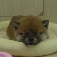 裏鷹 (@urataka36) Twitter profile photo