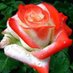 Md Mohiuddin (@mohiuddinhamid4) Twitter profile photo Md Mohiuddin (@mohiuddinhamid4) Twitter profile photo