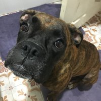 Archie and Bella (@bella_archie) 's Twitter Profile