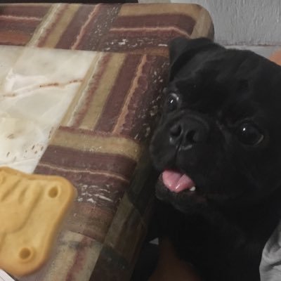 Solo soy un pequeño perro que su vida se basa en comer, comer, comer y más comer, porque es tan rico comer, si les gusta la comida, síganme!