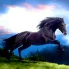 j aime beaucoup les animaux et surtout les,chevaux,