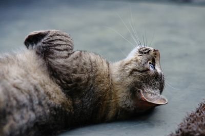 FXで生活費稼ぐ!EAを使いながら、最近は日足トレードでゆっくりやってます😀
肺高血圧症と高次脳機能障害もちで、すぐ頭が疲れてしまう😢でも生きてる限りは頑張る!爬虫類飼いたいけど寿命まで自分が生きてられるか分からないから飼えない😭 #CTEPH