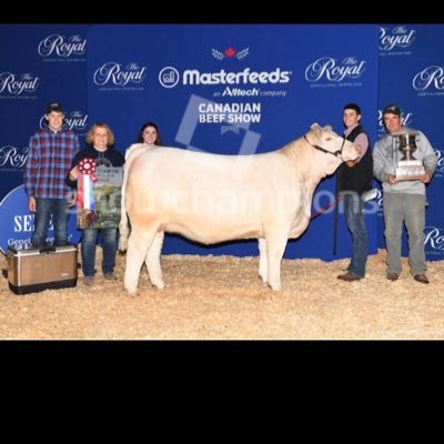 Purebred Charolais breeder outside Orangeville Ontario - Fergus Family Charolais -backgrounder -U of G Ridgetown Campus class of ‘19