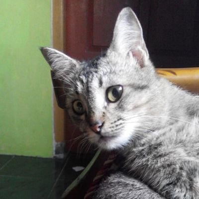 KorbanP43837850's profile picture. 