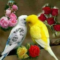 الحاج صلاح الدين عثمان (@v8om4zw7yms4d2x) 's Twitter Profile