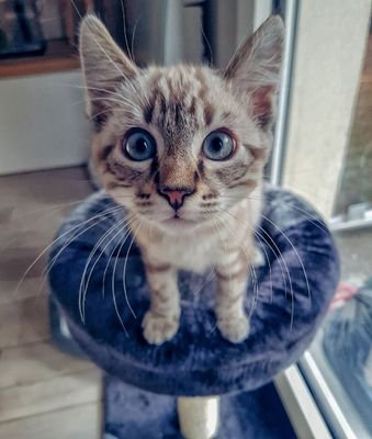 ♂️ Livaï
🇫🇷 French kitten
🐈 Ragdoll/Siamese
🎂 19/08/2018
.
.
.
MY STORY OF BABY CAT
.
.
.
FOLLOW ME ON INSTAGRAM @livaichaton