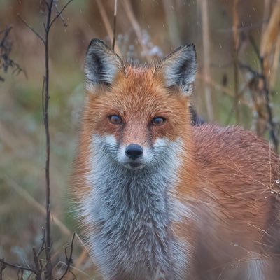 Wildlife photographer based out of Pennsylvania.