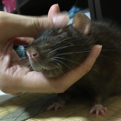denkitendenkitenさんのプロフィール画像