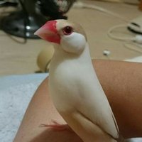 godfie🕊️ (@god_fie) 's Twitter Profile