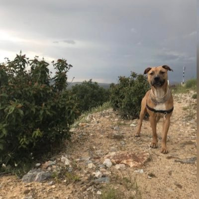 ivanrecuenzo11's profile picture. 