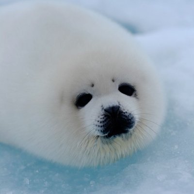トップ100 癒し 動画 動物 最高の動物画像