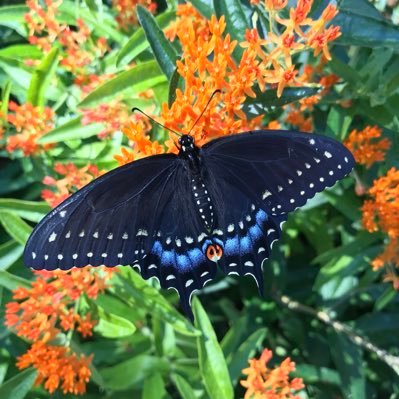 Wildlife, Pollinators 🐝, Native Plants, Music 🎶 & Film 🌎 Love Mother Earth 🌞 Monarch Waystation #11595
