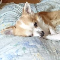 里美 (@ginnsatomi) 's Twitter Profile Photo 里美 (@ginnsatomi) 's Twitter Profile Photo