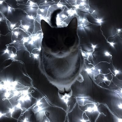 HamraevIlya's profile picture. 