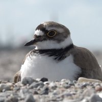 Marker Wadden NPNieuwland (@marker_wadden) 's Twitter Profile