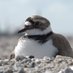 Marker Wadden NPNieuwland (@marker_wadden) Twitter profile photo Marker Wadden NPNieuwland (@marker_wadden) Twitter profile photo