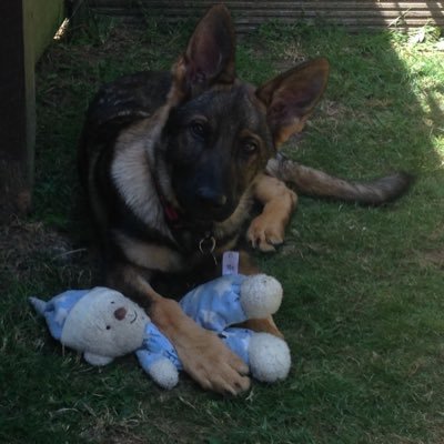 mum to twin Girls who love woman’s football ⚽️. Police Dog Puppy Walker 🐶