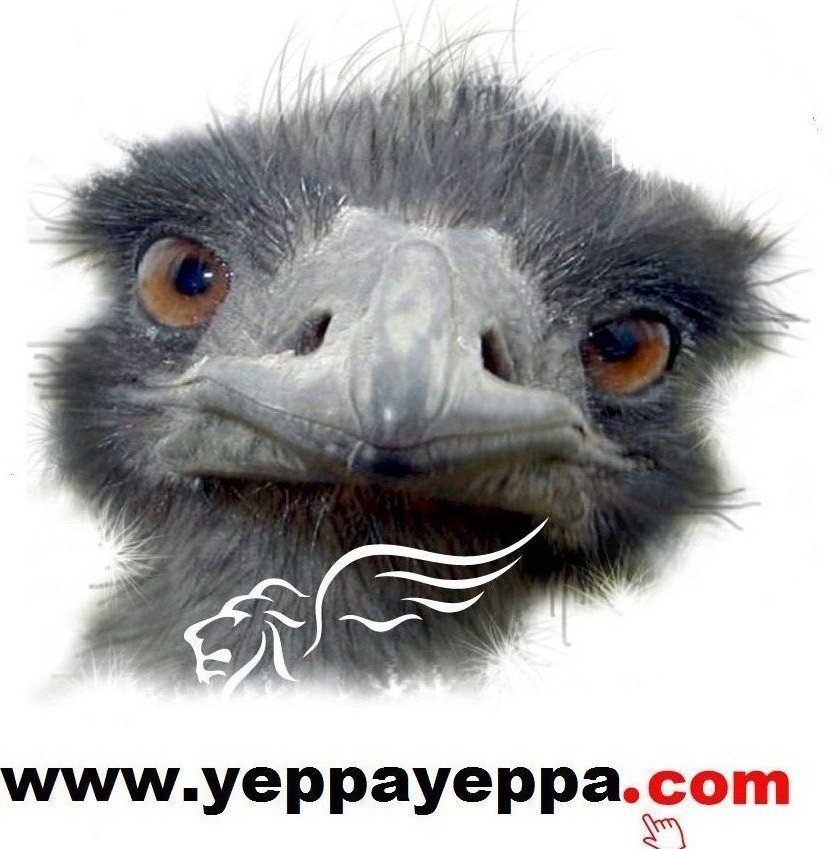 Yeppayeppacom's profile picture. 