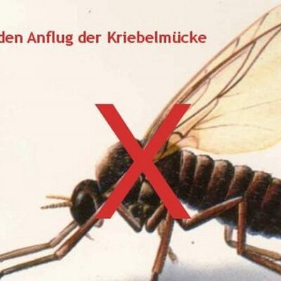 Antjescheumann My Life In All Facets