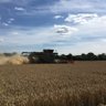 freddie_grant's profile picture. Harper Adams Graduate. Farm Manager