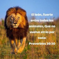 Ron@ld (ComLion) 🦁 (@comronald) 's Twitter Profile
