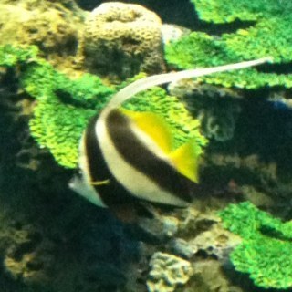 tokishoc's profile picture. japanese aquarium photo.