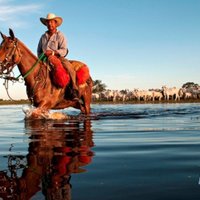 Velho do Rio🌎 (@jabourpantanal) 's Twitter Profile Photo Velho do Rio🌎 (@jabourpantanal) 's Twitter Profile Photo