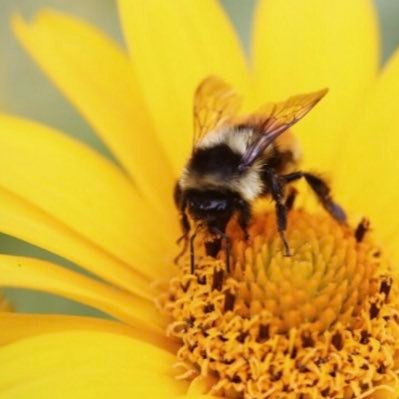 “the hum of bees is the voice of the garden.” - Elizabeth Lawrence