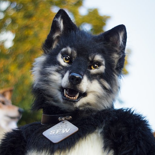 Werewolf, Star Trek fan and con staff. This account mostly features fursuits, buses, werewolves and cats.