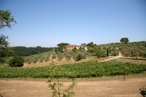 An English family of winemakers (with some local help) based on a small wine and olive estate near Castellina in Chianti. Come and see us or ask to hear more!