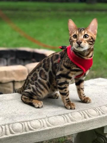 A mischievous bengal kitten roaming the world one paw at a time. 
🐱🐾🐈🐾
Follow me on Instagram @benjithebengal2018