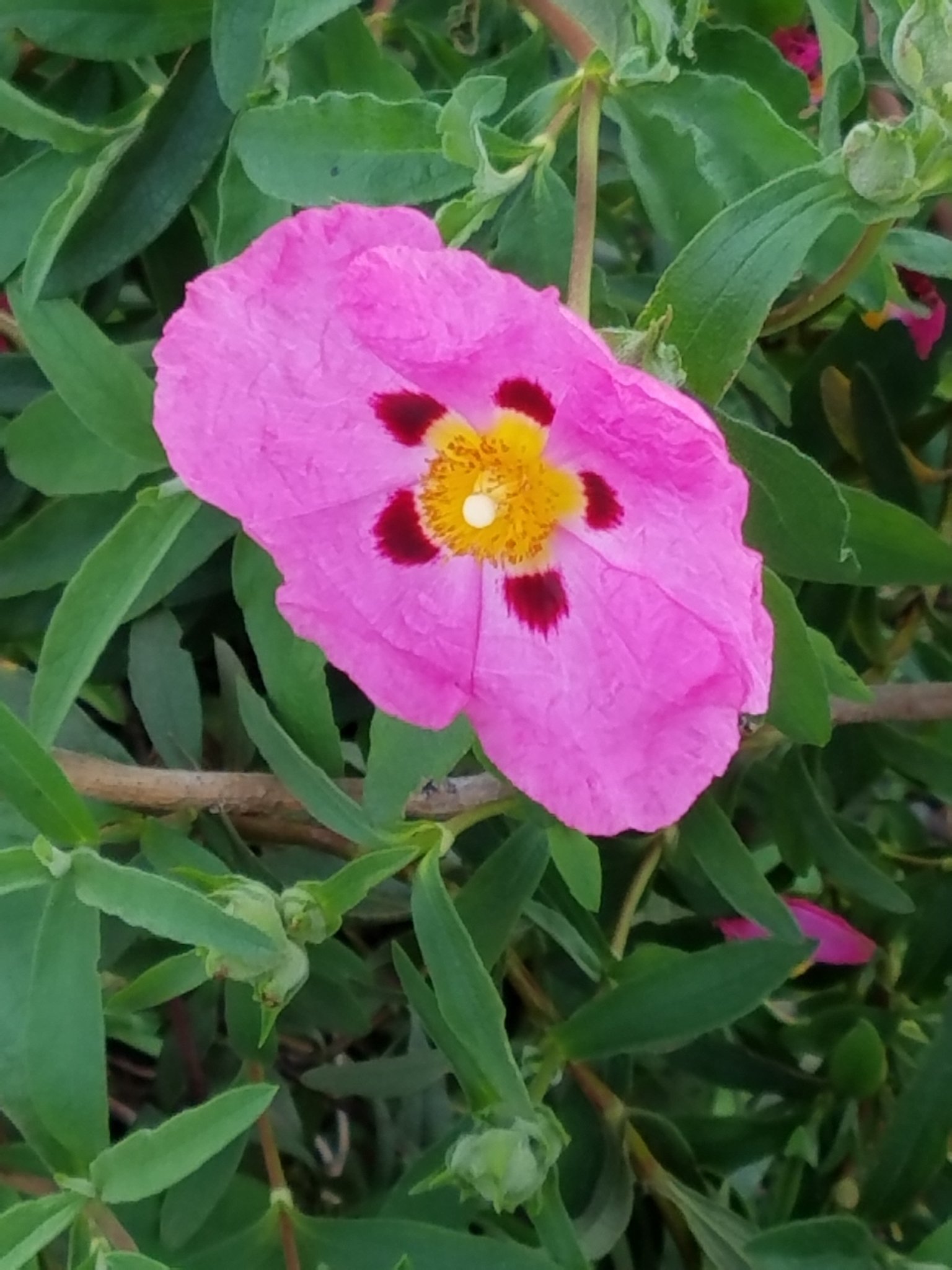 Lynn06121007's profile picture. i love the animal pictures and gardening , and laughing .
please no DMs